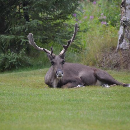 All Seasons B&B Kenai Exterior foto
